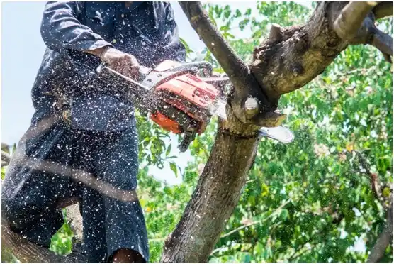 tree services Lampasas